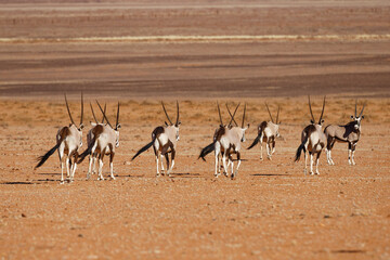 Oryxe im Namib Naukluft Park