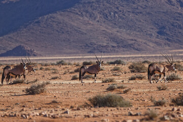 Oryxe im Namib Naukluft Park