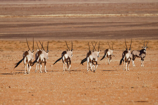 Oryxe im Namib Naukluft Park