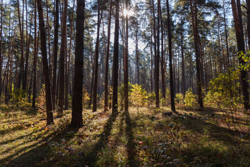 Fototapeta na wymiar Section of the pine forest at autumn sunny day backlit