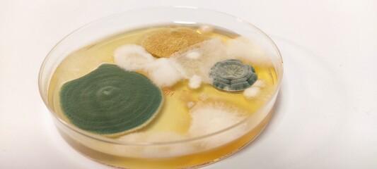 fungus grown in the medium