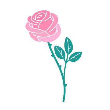 Illustration of rose flower. Contour vector colorful illustration for cosmetics, perfumeries and food packaging.