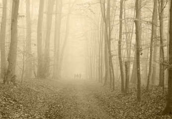 fog in the forest,nebel im wald