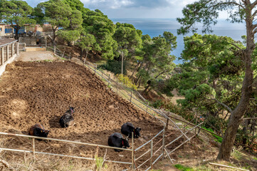 Herd of cattle on the Island of Gorgona, Livorno, Italy