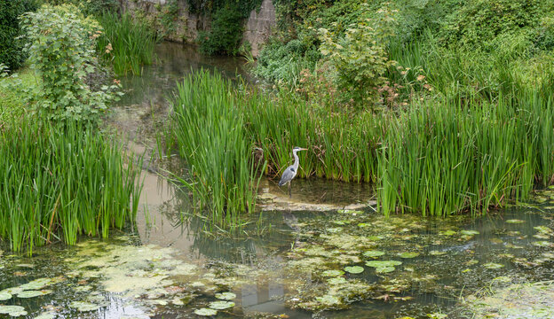 Grey heron ,Ardea cinerea resting in water bird in Europe.Animals and wildlife background