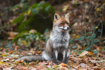 Volpe (Vulpes vulpes) ritratto, Autunno nel bosco,