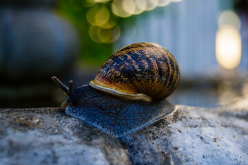 snail on a stone