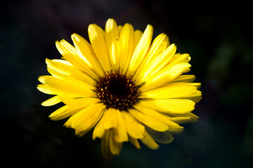 Gelbe Ringelblume