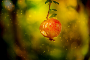 Ripe pomegranate fruit on branches in a green garden.
