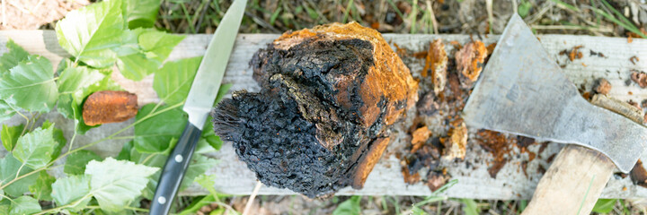 gathered or foraged chaga mushroom wild birch tree parasitic fungus or fungi it is used in alternative medicine for brewing healing tea. uncleaned chaga and tools for cleaning it. top view. banner