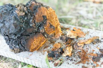 Fototapeta premium gathered or foraged chaga mushroom wild birch tree parasitic fungus or fungi it is used in alternative medicine for brewing healing tea for treatment covid-19. uncleaned chaga on wooden desk or board