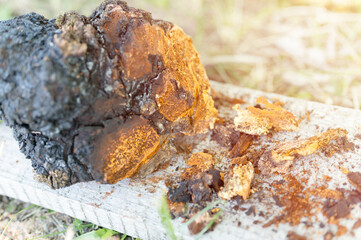 gathered or foraged chaga mushroom wild birch tree parasitic fungus or fungi it is used in alternative medicine for brewing healing tea for treatment covid-19. uncleaned chaga on wooden board. flare
