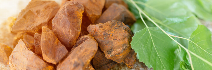 gathered and foraged chaga mushroom wild birch tree fungus it is used in alternative medicine for brewing healing tea for treatment covid-19. cleaned and sliced chaga pieces and leaves. banner. flare