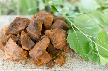 gathered and foraged chaga mushroom wild birch tree fungus it is used in alternative medicine for brewing healing tea for treatment covid-19. cleaned and sliced chaga pieces and leaves on wooden board