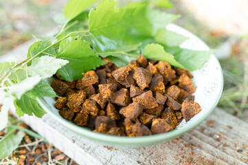 gathered and foraged chaga mushroom wild birch tree fungus it is used in alternative medicine for brewing healing tea for treatment covid-19. cleaned and sliced chaga pieces and leaves in a plate