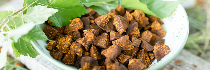 gathered and foraged chaga mushroom wild birch tree fungus it is used in alternative medicine for...