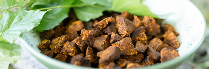 gathered and foraged chaga mushroom wild birch tree fungus it is used in alternative medicine for brewing healing tea for treatment. cleaned and sliced chaga pieces and leaves in a plate. banner
