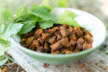 gathered and foraged chaga mushroom wild birch tree fungus it is used in alternative medicine for brewing healing tea for treatment covid-19. cleaned and sliced chaga pieces and leaves in a plate