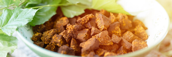 gathered and foraged chaga mushroom wild birch tree fungus it is used in alternative medicine for brewing tea for treatment. cleaned and sliced chaga pieces and leaves in a plate. banner. flare