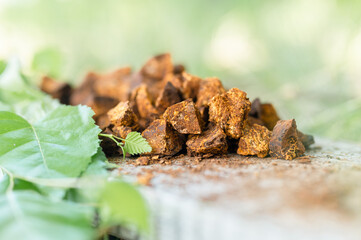 gathered and foraged chaga mushroom wild birch tree fungus it is used in alternative medicine for brewing healing tea for treatment covid-19. cleaned and sliced chaga pieces and leaves on wooden board