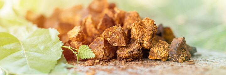 gathered and foraged chaga mushroom wild birch tree fungus it is used in alternative medicine for brewing healing tea for treatment covid-19. cleaned and sliced chaga pieces and leaves. banner. flare