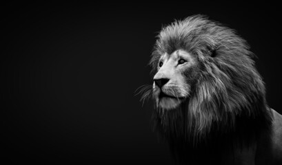 Fototapeta na wymiar Lion portrait on black
