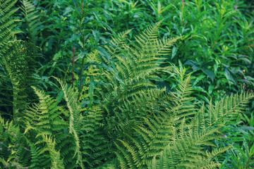 Wild fern with green leaves growing in the forest. Exotic tropical plant.