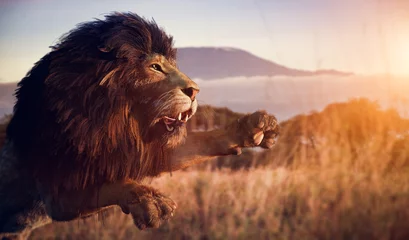 Raamstickers Lion hunting on African savanna © Photocreo Bednarek