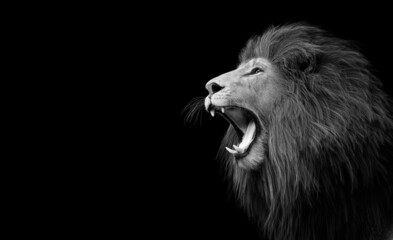 Lion roaring portrait on black