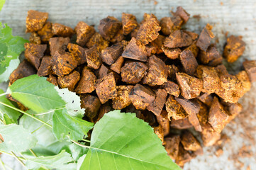 gathered and foraged chaga mushroom wild birch tree fungus it is used in alternative medicine for brewing healing tea for treatment covid-19. cleaned and sliced chaga pieces and leaves. top view