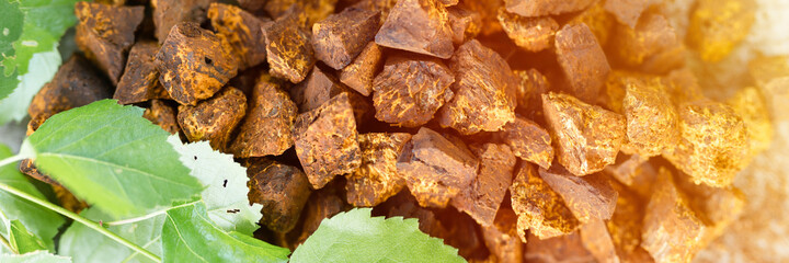 gathered and foraged chaga mushroom wild birch tree fungus it is used in alternative medicine for brewing tea for treatment covid-19. cleaned and sliced chaga pieces top view. banner. flare