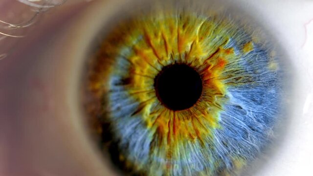 Human eye. Human eye iris contracting. Extreme close up.