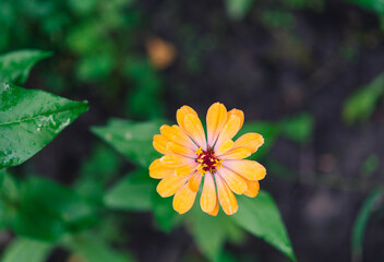 Beautiful yellow zinnia flower. Close-up. Selective focus. Background. Texture. Zinnia flowers are dried and ground into a power for making tea