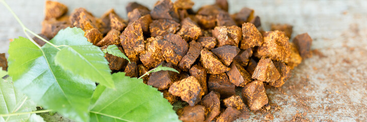 gathered and foraged chaga mushroom wild birch tree fungus it is used in alternative medicine for brewing healing tea for treatment covid-19. cleaned and sliced chaga pieces and leaves. banner
