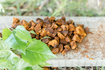 gathered and foraged chaga mushroom wild birch tree fungus it is used in alternative medicine for brewing healing tea for treatment covid-19. cleaned and sliced chaga pieces and leaves on wooden board