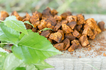 gathered and foraged chaga mushroom wild birch tree fungus it is used in alternative medicine for brewing healing tea for treatment covid-19. cleaned and sliced chaga pieces and leaves on wooden board