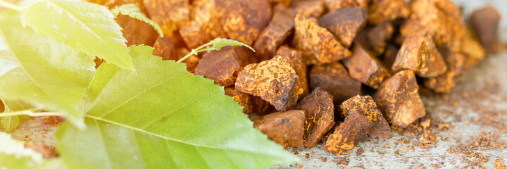 gathered and foraged chaga mushroom wild birch tree fungus it is used in alternative medicine for brewing healing tea for treatment covid-19. cleaned and sliced chaga pieces and leaves. banner. flare