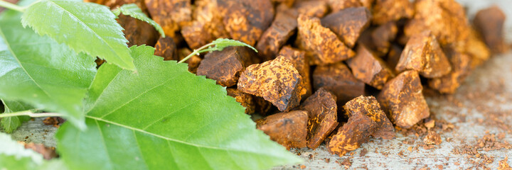 gathered and foraged chaga mushroom wild birch tree fungus it is used in alternative medicine for brewing healing tea for treatment covid-19. cleaned and sliced chaga pieces and leaves. banner