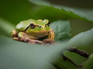 葉の上のアマガエル