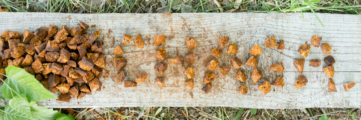 gathered and foraged chaga mushroom wild birch tree fungus used in alternative medicine for brewing healing tea for treatment covid-19. cleaned and sliced chaga pieces and word or text. banner