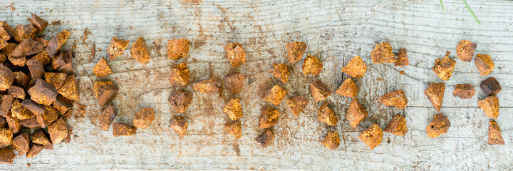 gathered and foraged chaga mushroom wild birch tree fungus used in alternative medicine for brewing healing tea for treatment covid-19. cleaned and sliced chaga pieces and word or text. banner