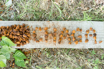 gathered and foraged chaga mushroom wild birch tree fungus used in alternative medicine for brewing healing tea for treatment covid-19. cleaned and sliced chaga pieces and leaves and word or text