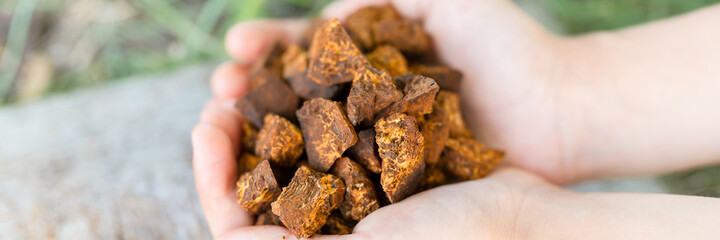gathered and foraged chaga mushroom wild birch tree fungus it is used in alternative medicine for brewing tea for treatment covid-19. children hands holding cleaned and sliced chaga pieces. banner