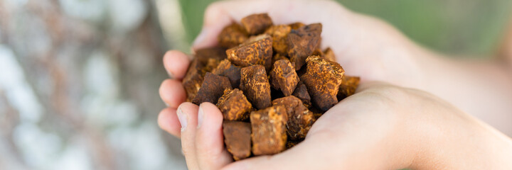 gathered and foraged chaga mushroom wild birch tree fungus it is used in alternative medicine for brewing tea for treatment covid-19. children hands holding cleaned and sliced chaga pieces. banner