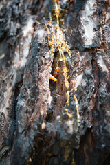 Bark of wood texture, grunge background