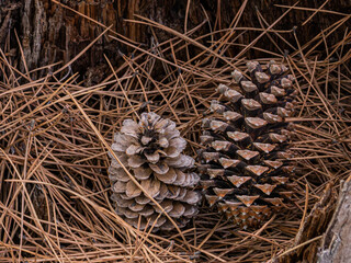 Two pine cones fallen on the forest floor