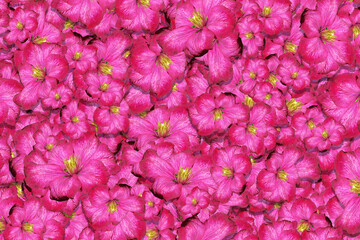 Close up detail of a mass of clematis flowers (Ville de Lyon) in full bloom in the spring sunshine