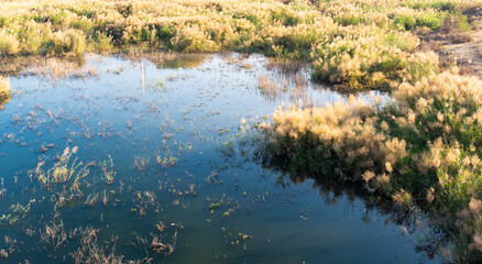 Water and grass in the swamp