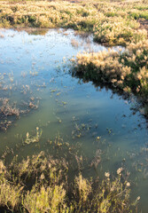 Water and grass in the swamp