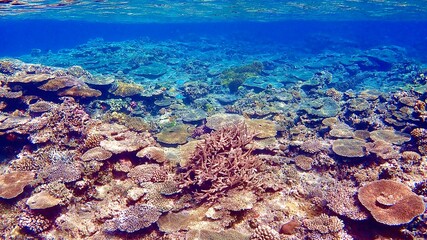 沖縄県の阿嘉島の珊瑚礁や海底の砂が綺麗な海の風景